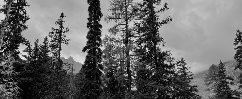 Hohe Kiefern ragen vor einem bewölkten Himmel empor, im Hintergrund sind Berggipfel zu sehen. Das Bild ist in Schwarz-Weiß gehalten, was ihm eine dramatische und stimmungsvolle Atmosphäre verleiht – und das Gefühl von Abenteuer weckt, das staatlich geprüfte Bergführer erleben, wenn sie sich durch diese rauen Landschaften bewegen.