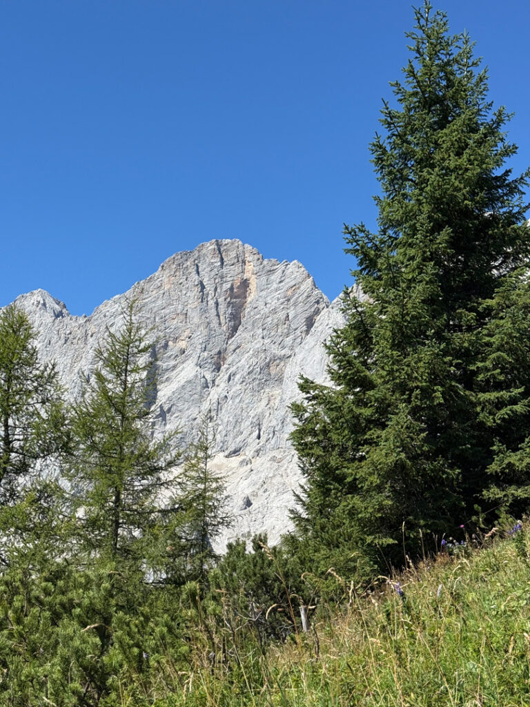 Ein felsiger, grauer Berggipfel ragt vor einem strahlend blauen Himmel empor, im Vordergrund stehen hohe immergrüne Bäume und grünes Gras – diese malerische Landschaft markiert den Beginn des „Steinerwegs Dachstein geführt“ und lädt Abenteurer dazu ein, die geführte Alpenroute zu erkunden.
