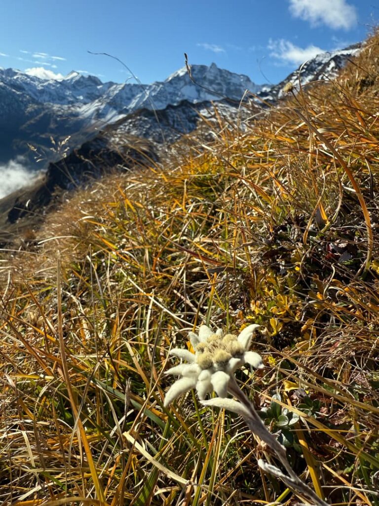 Eine Nahaufnahme einer Edelweißblüte inmitten von trockenem Berggras, im Hintergrund schneebedeckte Gipfel und ein blauer Himmel – eine ikonische Szene, die man auf einer geführten Wanderung auf einen 3000er im Salzburger Land oft zu sehen bekommt.