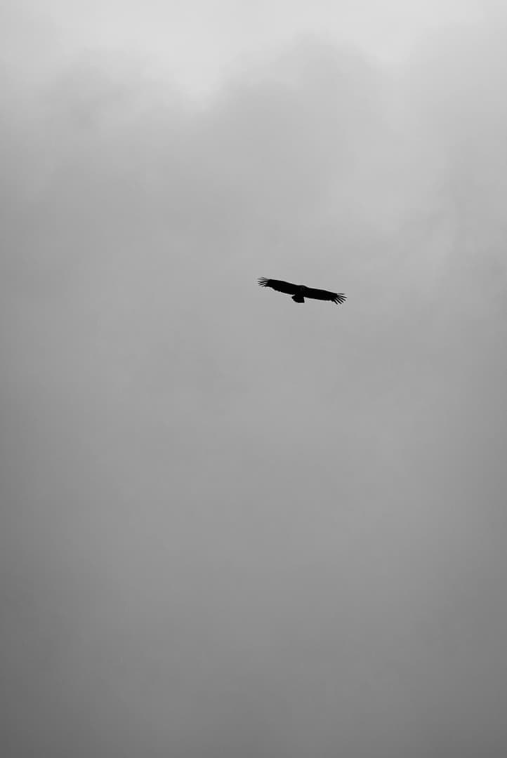 Ein einzelner Vogel schwebt mit ausgebreiteten Flügeln vor einem bewölkten, grauen Himmel.